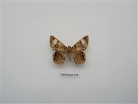 藏品(尺蛾211)的圖片